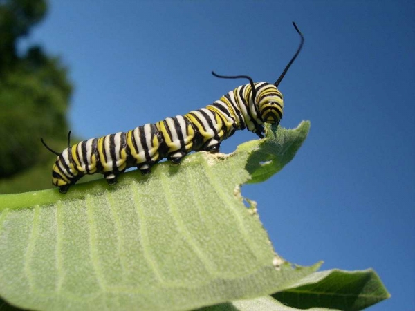 Фото. Гусеница бабочки монарх (Danaus plexippus)