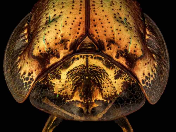 Фото. Золотая черепаха (лат. Charidotella sexpunctata )