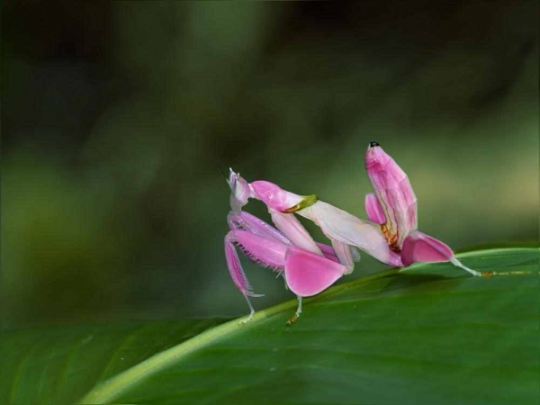 Фото. Орхидейный богомол (лат. Hymenopus coronatus)