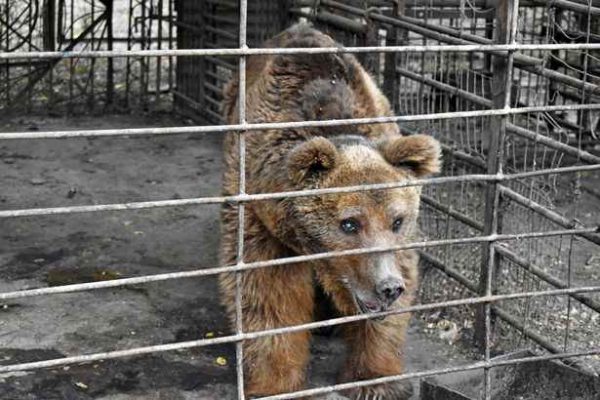 медведь грустит в клетке
