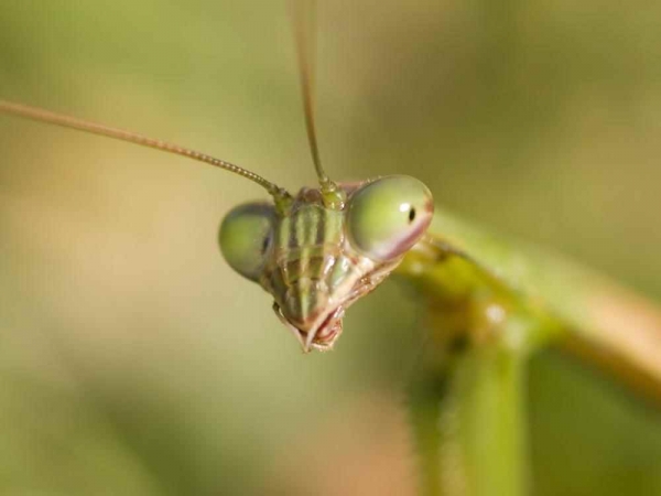 Фото. Китайский богомол (лат. Tenodera sinensis)