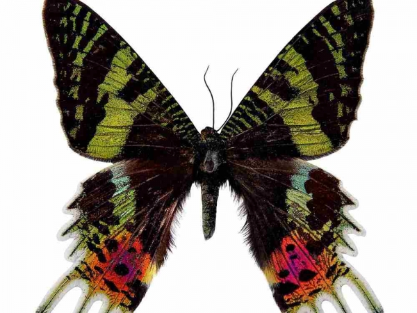 Фото. Урания мадагаскарская (Chrysiridia rhipheus)