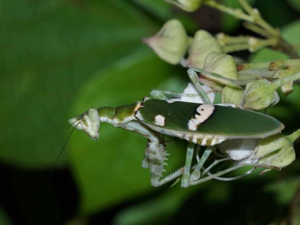 Фото. Индийский цветочный богомол (лат. Creobroter pictipennis)