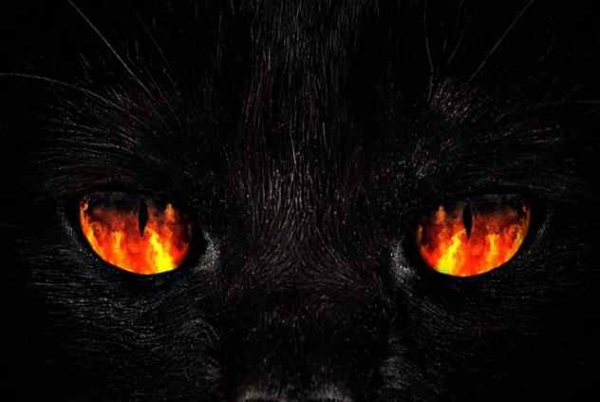 Фото. Огненные глаза черной кошки