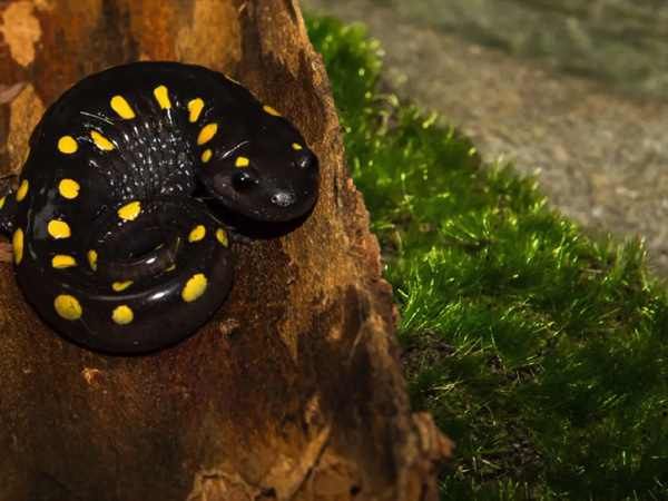 Ambystoma maculatum