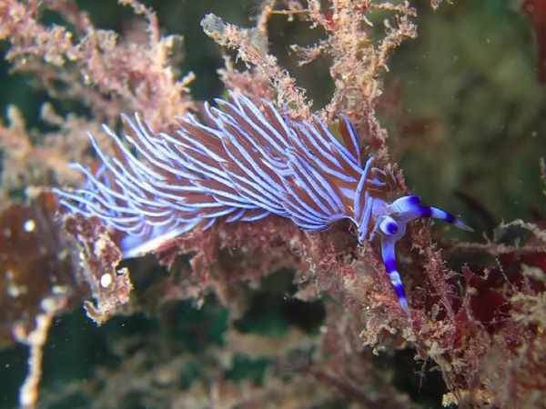 Pteraeolidia ianthina