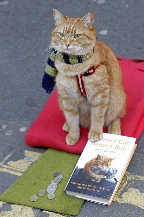 cat_bob1