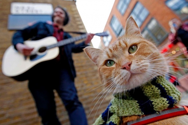 cat_bob10