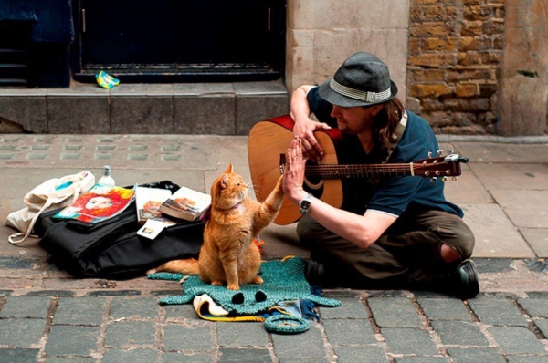 cat_bob5