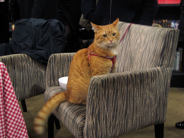 cat_bob6