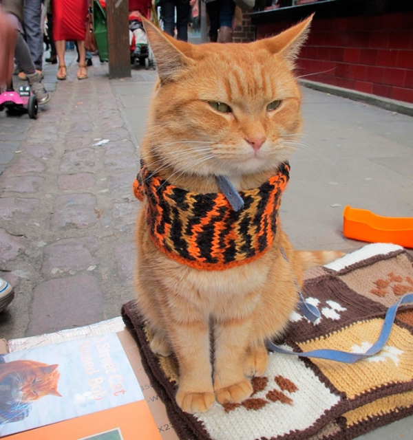 cat_bob7