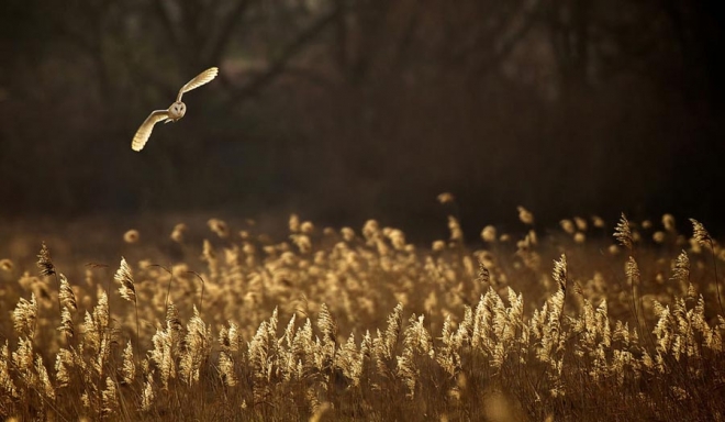 fotorabot-ot-national-geographic11