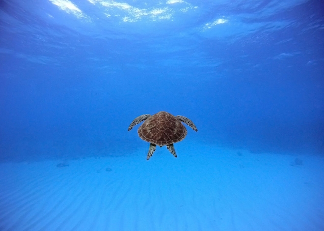 fotorabot-ot-national-geographic15
