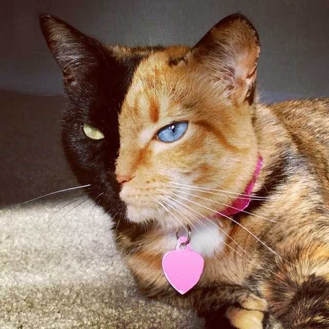 koshka-venera3