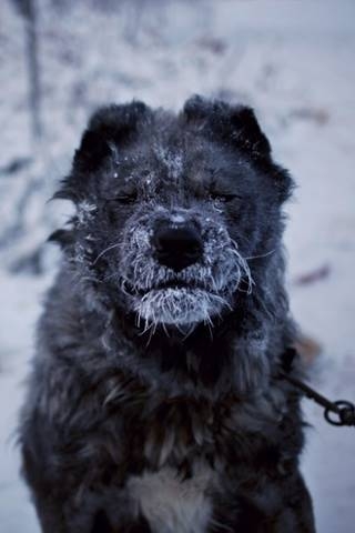 morozniy-gorod-yakutsk_8