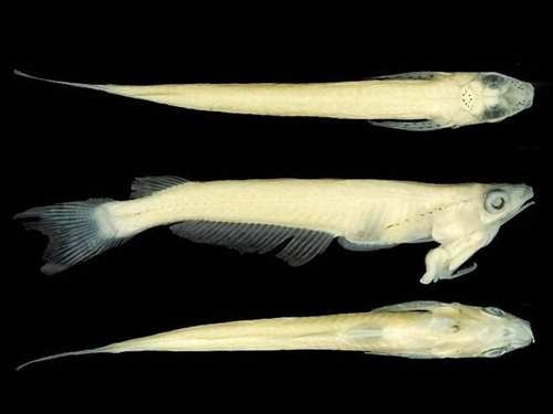 Фото. Phallostethus-cuulong