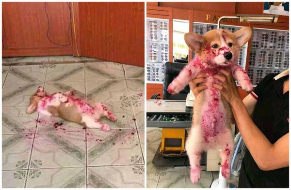 Собака напугала хозяйку