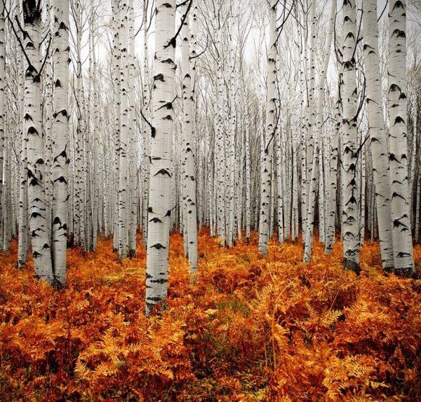 paysage de foret