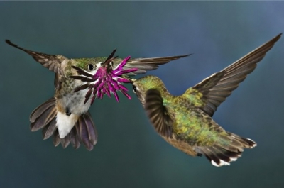 aves3