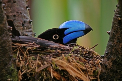 aves5