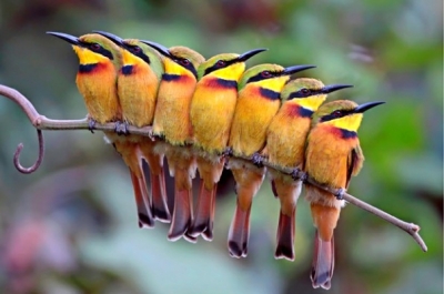 aves6