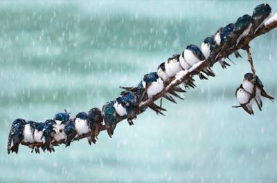 aves8