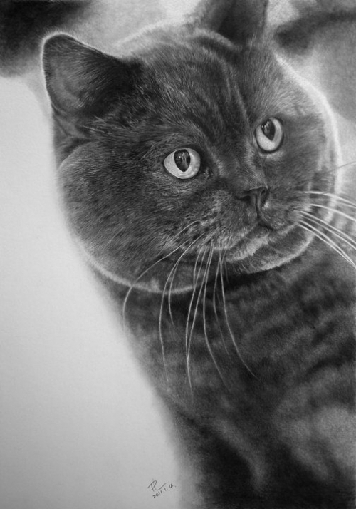cat-drawings3