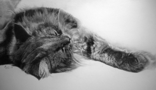 cat-drawings5