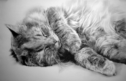 cat-drawings6