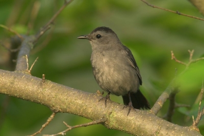 catbird1