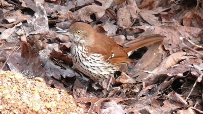 catbird2