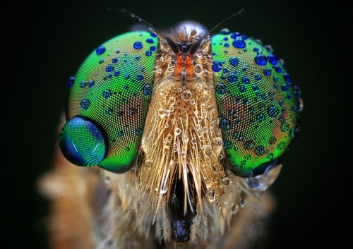 eyes2