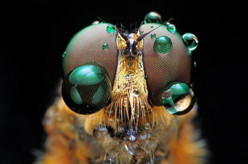 eyes4