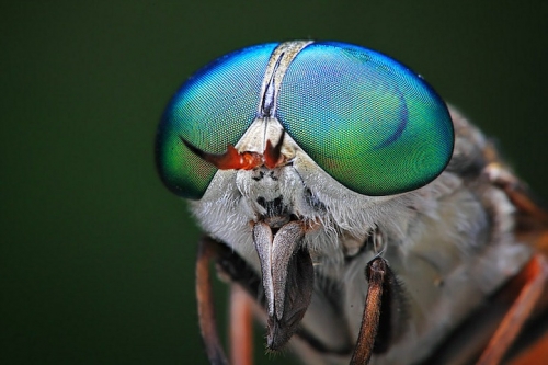 eyes5