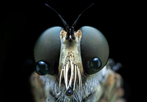 eyes6