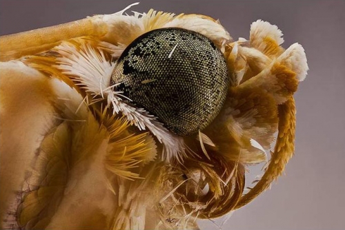 macro10