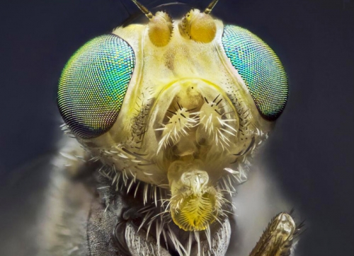 macro16