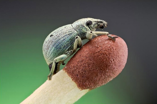 macro17
