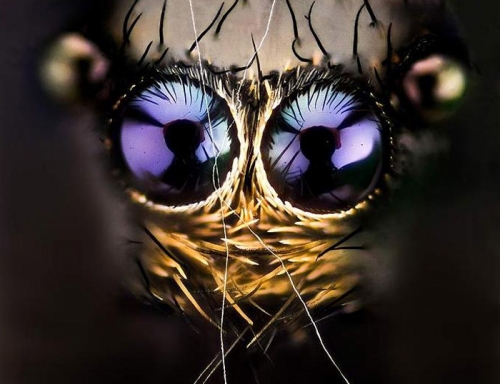 macro8