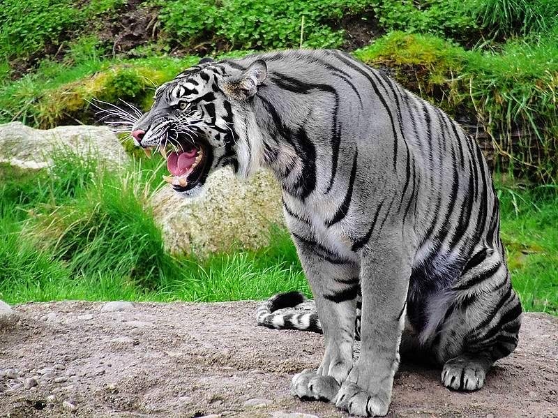 tiger2