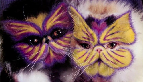 why-paint-cats1