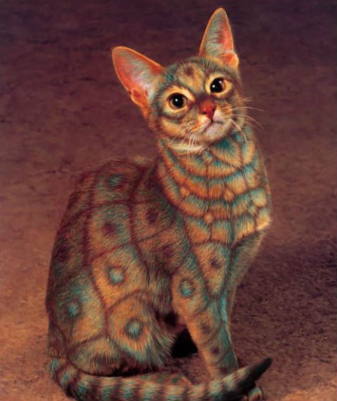 why-paint-cats11