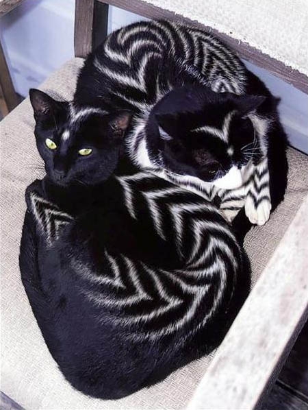 why-paint-cats12