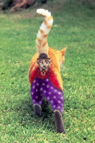 why-paint-cats13