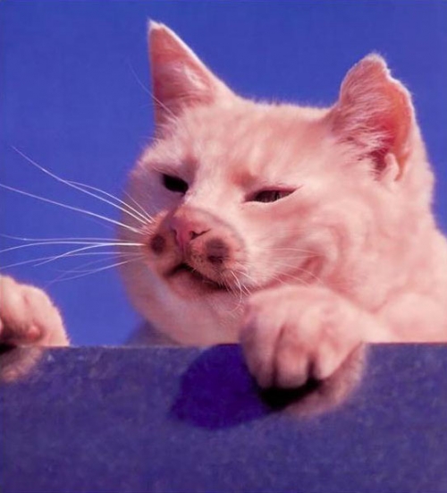 why-paint-cats15