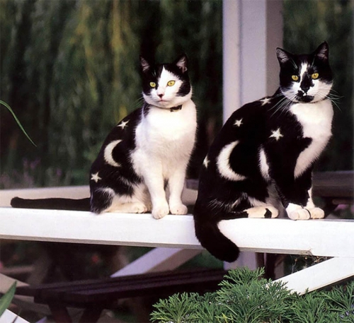 why-paint-cats3
