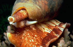 Фото. Географический конус (Conus geographus)