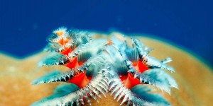 Фото. Морские чудовища