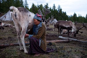 Фото. Оленье молоко