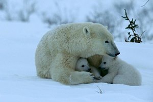 Фото. Два медвежонка и медведица